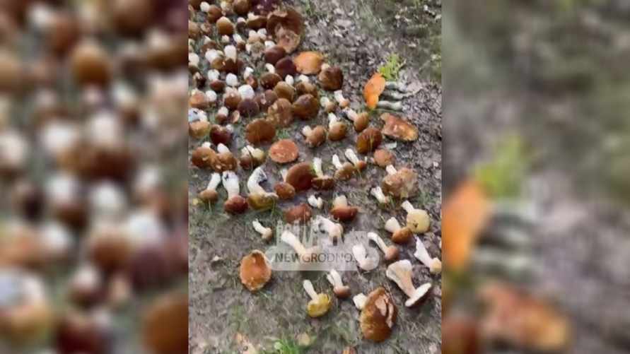 "А еще сколько выкинули!" — Белорусы собрали 114 боровиков в одном месте. Где?