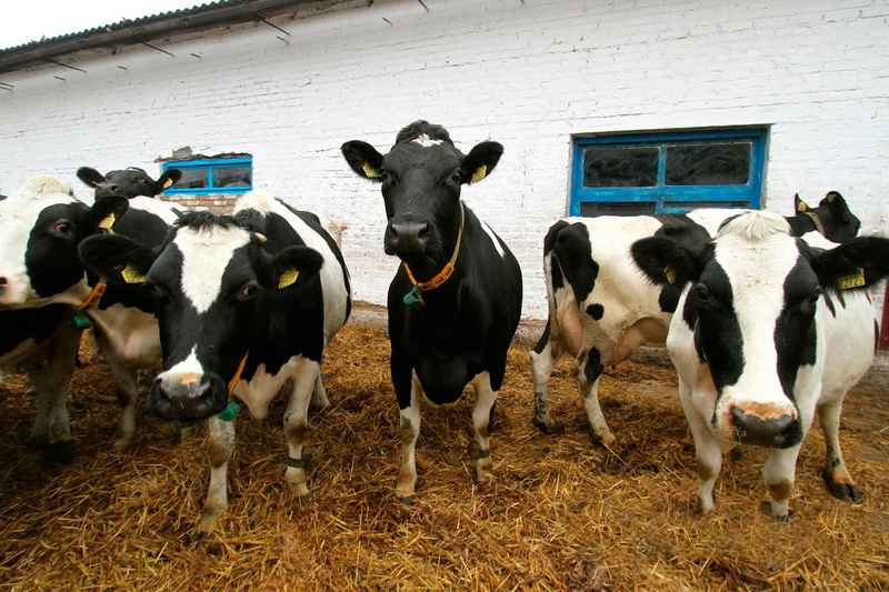 "Не дай бог вы меня разозлите" - Лукашенко предупредил аграриев о последствиях за падеж скота