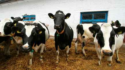 «Не дай бог вы меня разозлите» — Лукашенко предупредил аграриев о последствиях за падеж скота