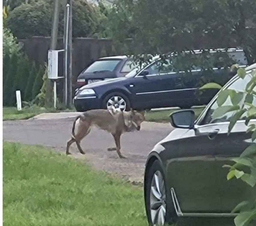 Не волк? Стали известны первые результаты экспертизы застреленного под Минском зверя, напугавшего жителей