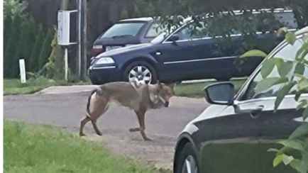 Не волк? Стали известны первые результаты экспертизы застреленного под Минском зверя, напугавшего жителей