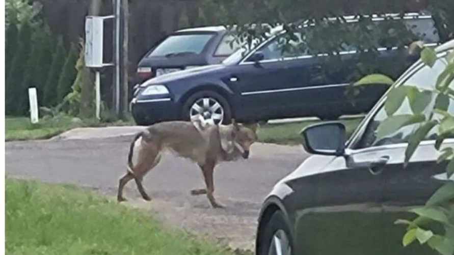 Не волк? Стали известны первые результаты экспертизы застреленного под Минском зверя, напугавшего жителей