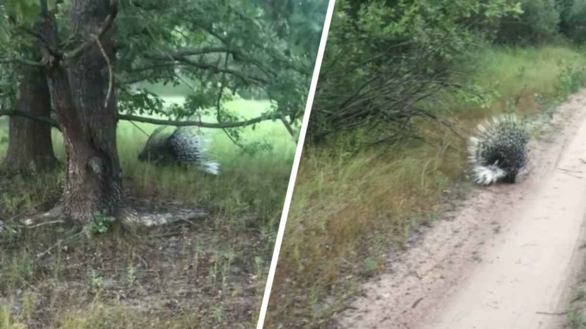 «Ёжики уже не те» - В лесу под Гомелем заметили дикобраза