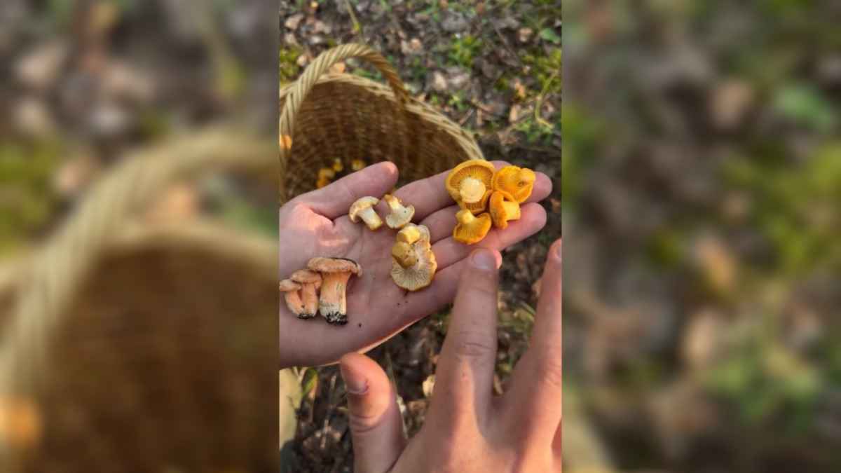 Грибник показал вид лисички, который "не видели в Беларуси 50 лет". Комментаторы не согласились