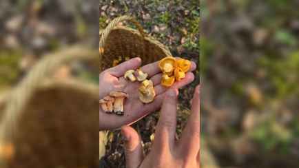 Грибник показал вид лисички, который «не видели в Беларуси 50 лет». Комментаторы не согласились