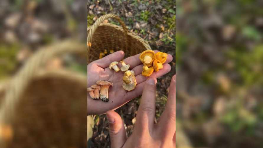 Грибник показал вид лисички, который "не видели в Беларуси 50 лет". Комментаторы не согласились