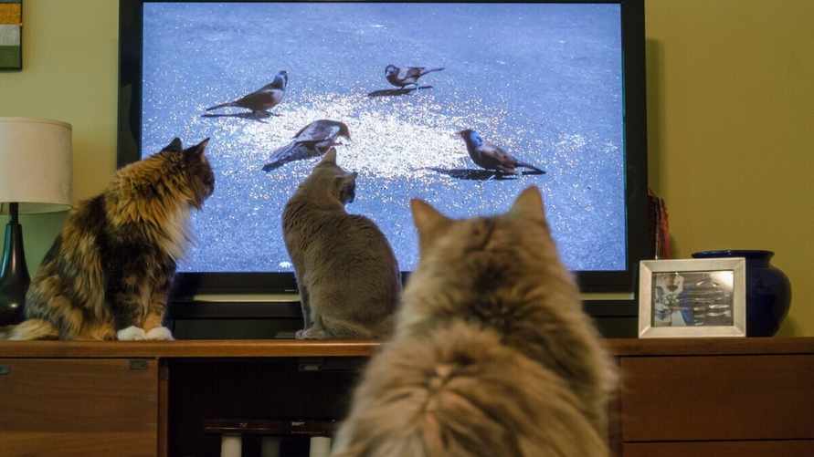 Фото иллюстрационное