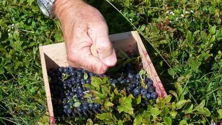 Штраф – до 840 рублей. В лесхозе назвали условия, когда белорусам можно использовать комбайны для сбора лесной ягоды