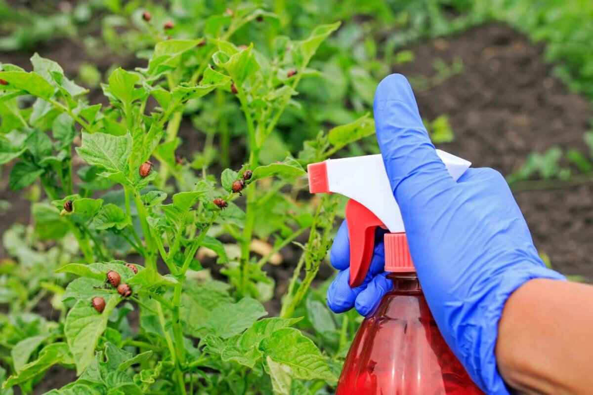 Залейте эти 2 овоща водой, чтобы победить колорадского жука. А как поможет зола и крапива?