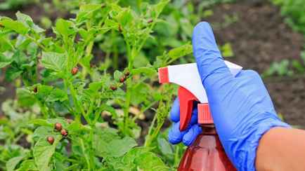 Залейте эти 2 овоща водой, чтобы победить колорадского жука. А как поможет зола и крапива?