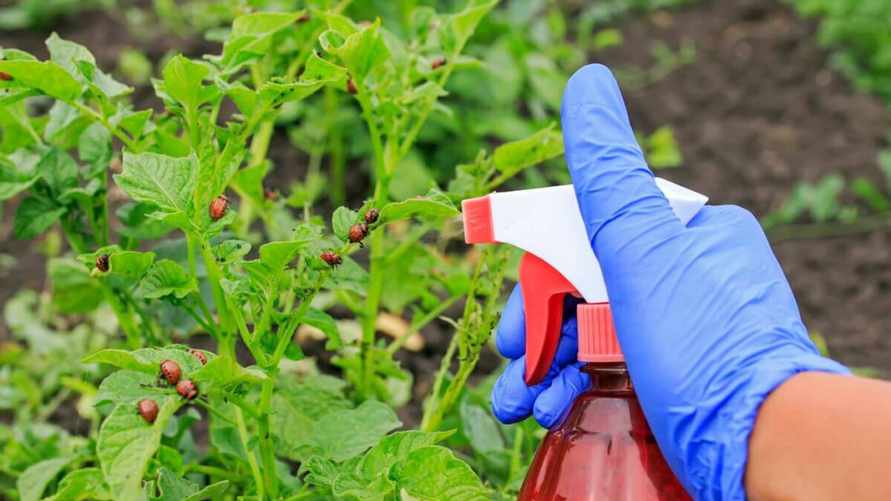 Залейте эти 2 овоща водой, чтобы победить колорадского жука. А как поможет зола и крапива?