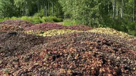 Белорусы негодовали в TikTok на «выброшенные» в поле горы овощей. Фермер ответил, зачем так сделал