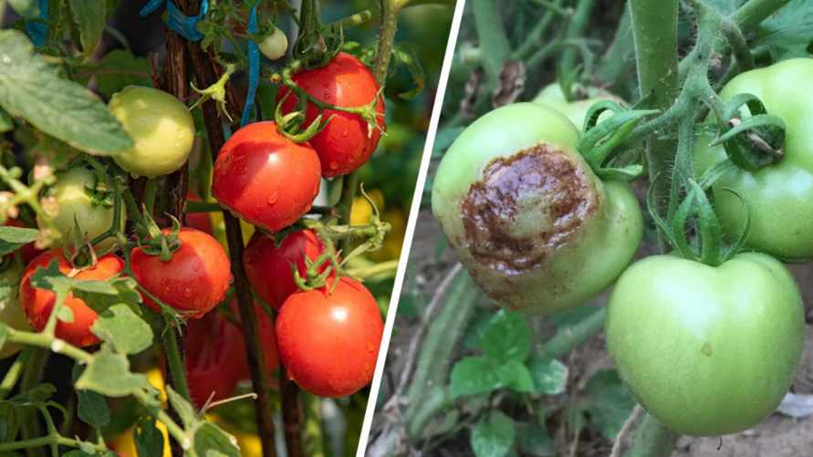 Срочно сделайте это, чтобы помидоры не гнили на кустах. Как спасти, если уже начали?