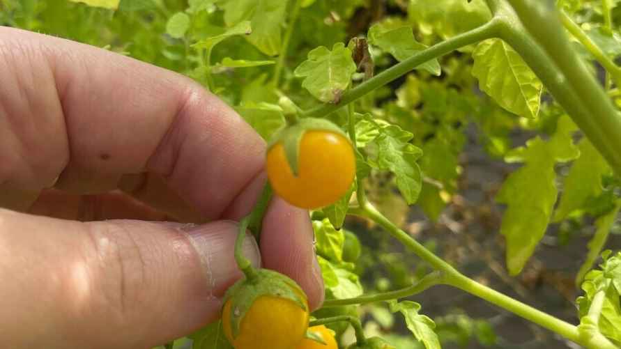 Растение томата с большим количеством стандартных алкалоидов