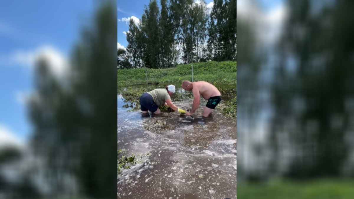 Белорусы показали, как пришлось "копать" картошку в этом году. Какие плюсы нашли?