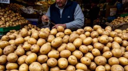 От 1,8 рубля. В Белкоопсоюзе озвучили цены, почем закупают у белорусов картошку и другие овощи