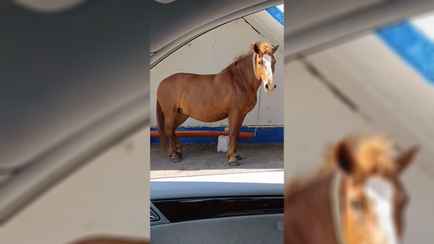 Под Могилевом заметили коня, который «ждет автобус»: «Куда тебе, братан?»