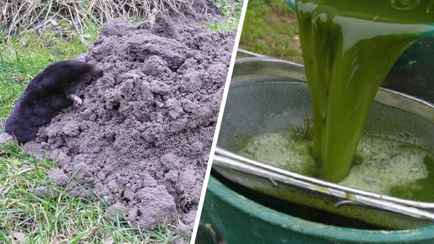 Кроты и полевки больше не будут терроризировать ваш сад. Достаточно сделать настой из этого растения