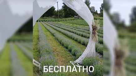 Агроусадьба дала белорусам один день для бесплатной фотосессии в лавандовых полях. Куда ехать?