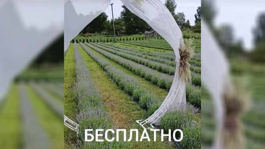 Агроусадьба дала белорусам один день для бесплатной фотосессии в лавандовых полях. Куда ехать?