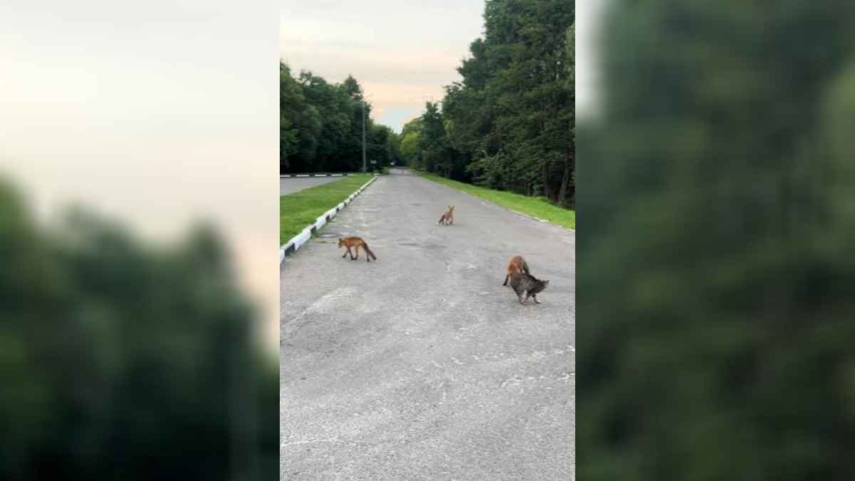 "Нельзя там кота так оставлять" — В Бресте заметили сразу четырех лис