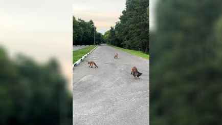 «Нельзя там кота так оставлять» — В Бресте заметили сразу четырех лис