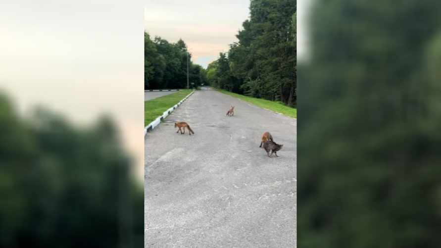 "Нельзя там кота так оставлять" — В Бресте заметили сразу четырех лис