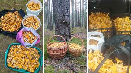 Белорусы поделились «рекордным» урожаем лисичек, который «можно вывозить багажниками». А есть ли другие грибы?