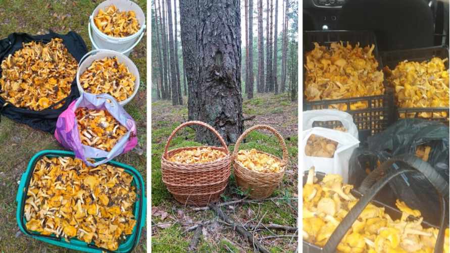 Фото из группы Вконтакте "Грибы: Грибные войска Беларуси"