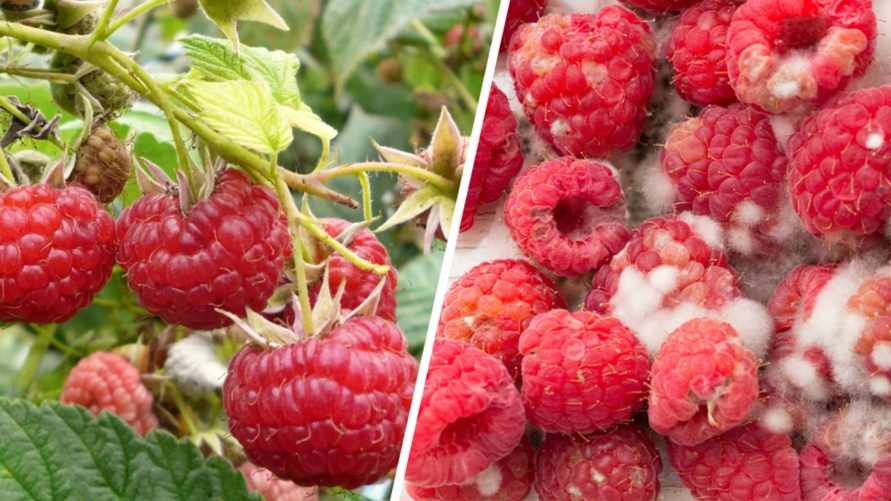 Многие белорусы совершают эти ошибки с малиной. Поэтому она теряет вкус и быстро портится