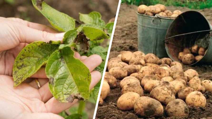 Как спасти картошку от фитофторы? В Минсельхозпроде Беларуси посоветовали чередовать эти препараты до уборки урожая