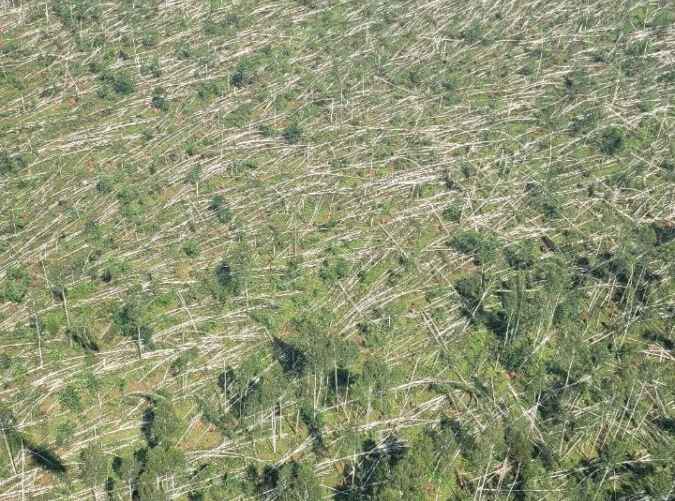 Фото: t.me/minleshoz