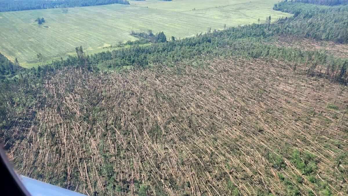 Фото: t.me/minleshoz