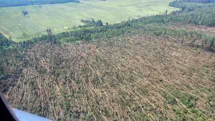 Сложились как спички. Минлесхоз опубликовал кадры бурелома под Могилёвом с вертолёта
