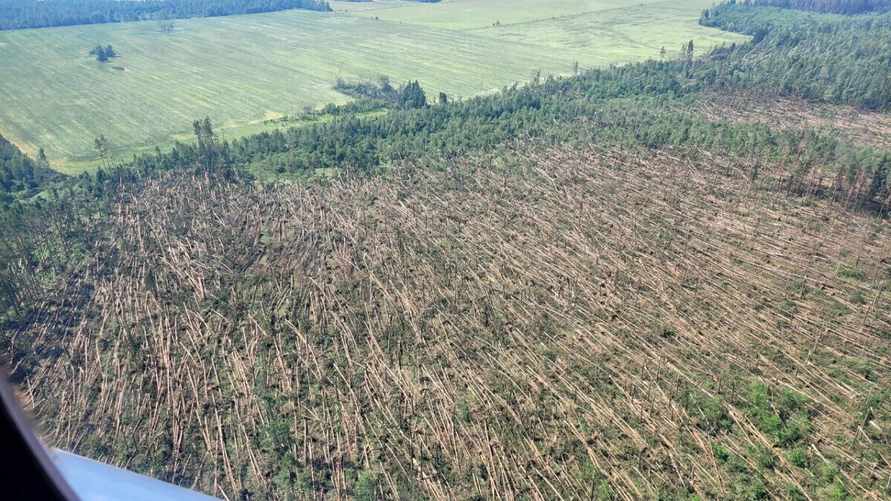 Фото: t.me/minleshoz