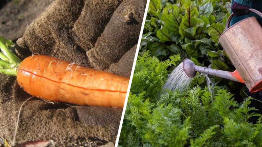 Морковь не будет трескаться, если польете ее этим домашним настоем. Достаточно раза в 2 недели