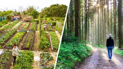 Овощи будут расти с бешеной скоростью за 0 копеек. Всё, что вам нужно, это сходить в лес или парк