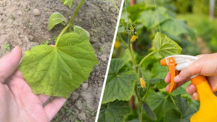 Листья огурцов начали желтеть? Скорее опрыскайте их этим средством из аптечки
