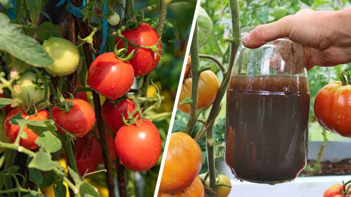 Помидоры вырастут сочнее и больше, если подкормите их этим "отходом". Достаточно двух раз в месяц