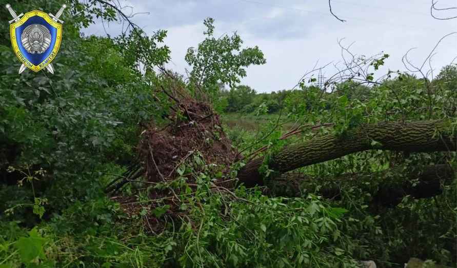 В Могилёве в результате ночного шторма погибла женщина, ещё четверо в больнице