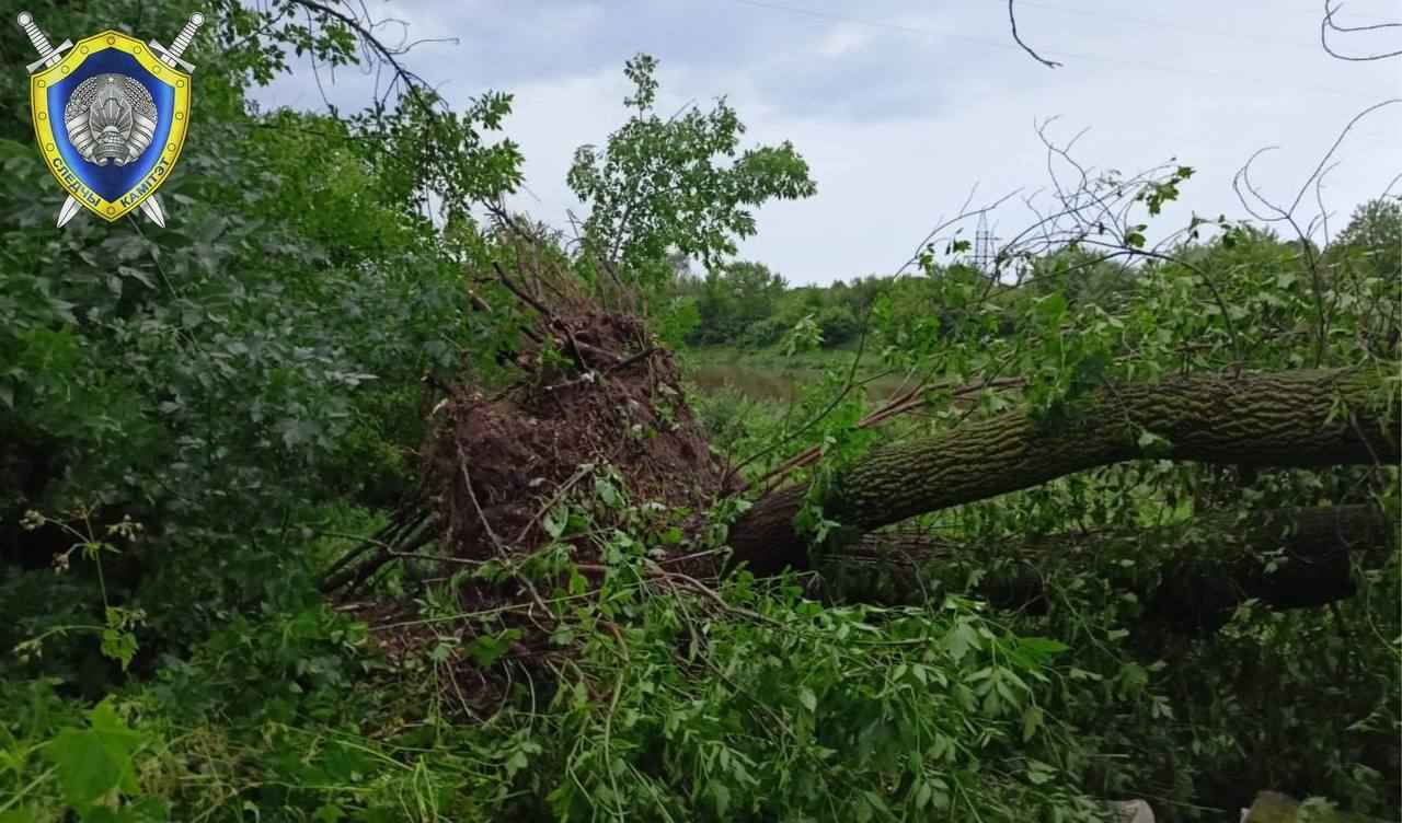 В Могилёве в результате ночного шторма погибла женщина, ещё четверо в больнице