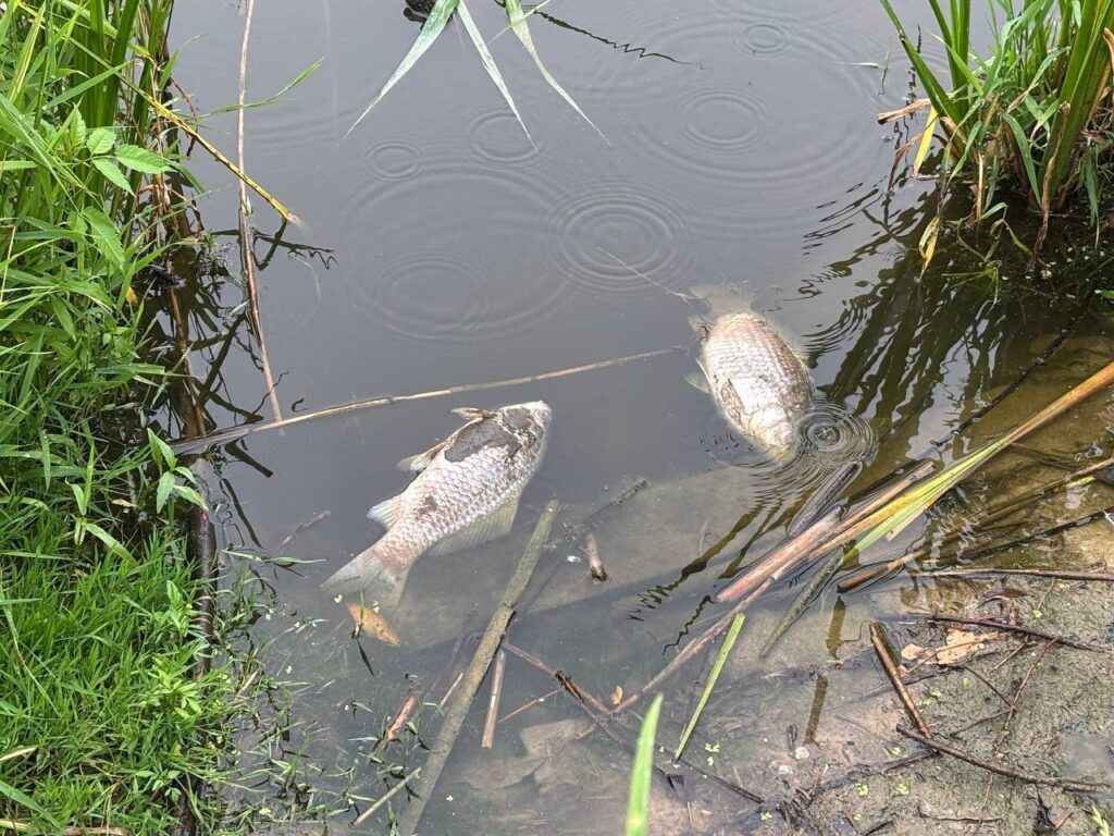 Фото: pristalica.by