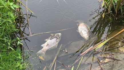 В озере под Минском заметили мор рыбы. Что ответили в райинспекции природных ресурсов?