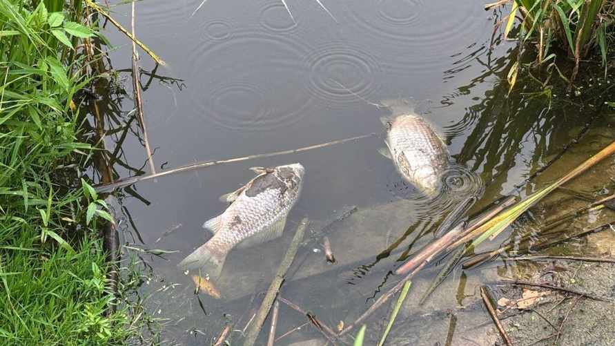 Фото: pristalica.by