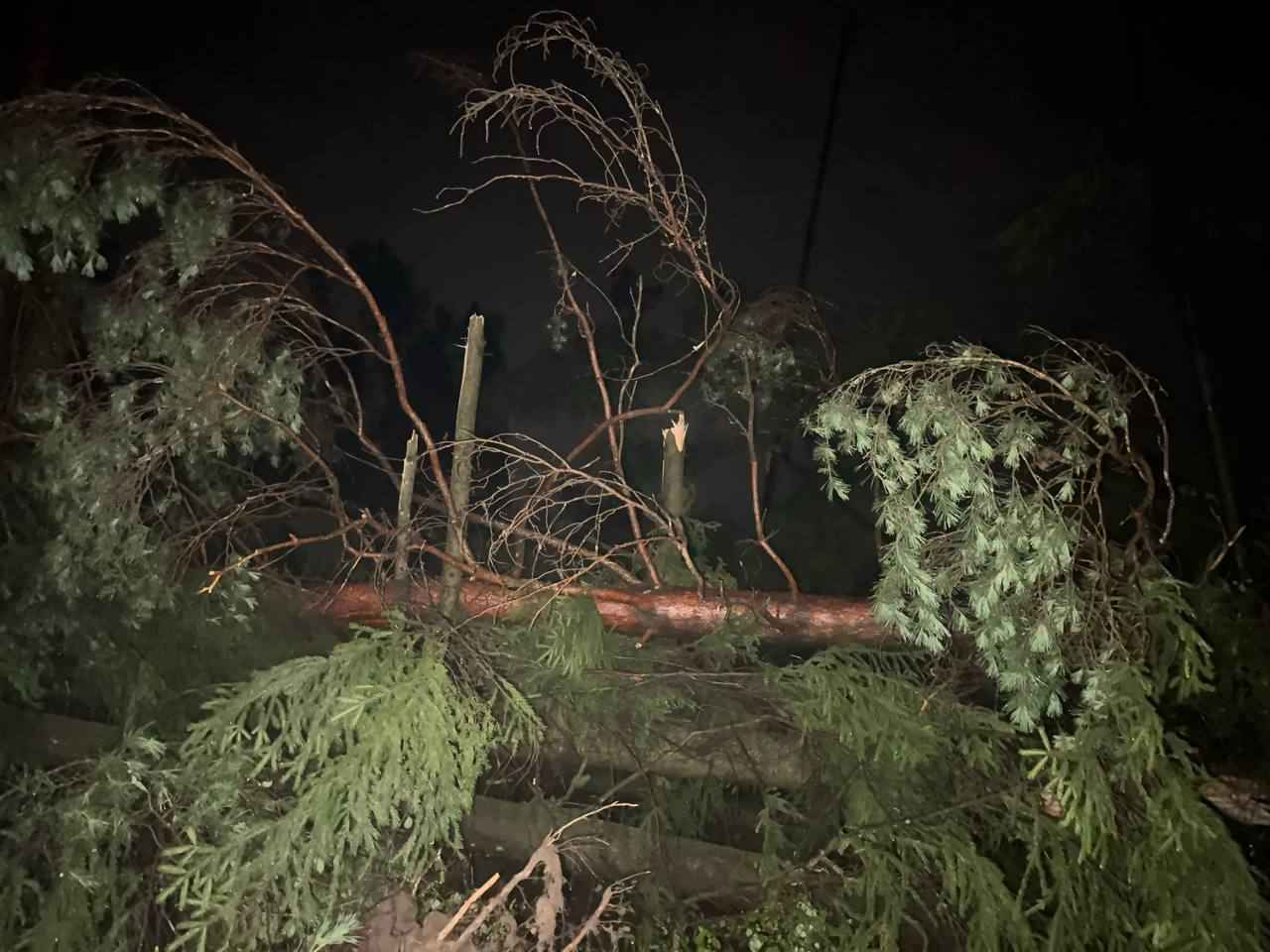 «Леса тут больше нет» - В МЧС показали, как выглядит пригород Минска, пострадавший от грозового фронта