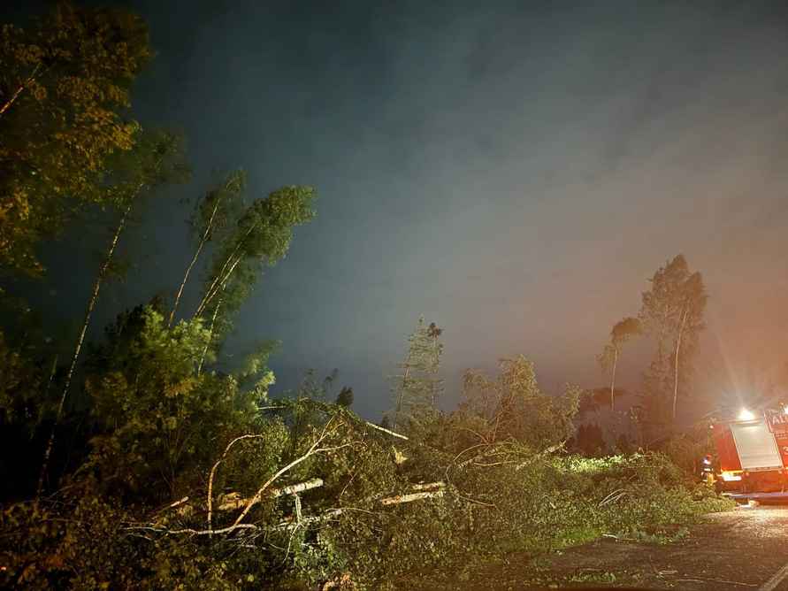 «Леса тут больше нет» - В МЧС показали, как выглядит пригород Минска, пострадавший от грозового фронта