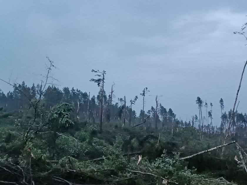 «Леса тут больше нет» - В МЧС показали, как выглядит пригород Минска, пострадавший от грозового фронта