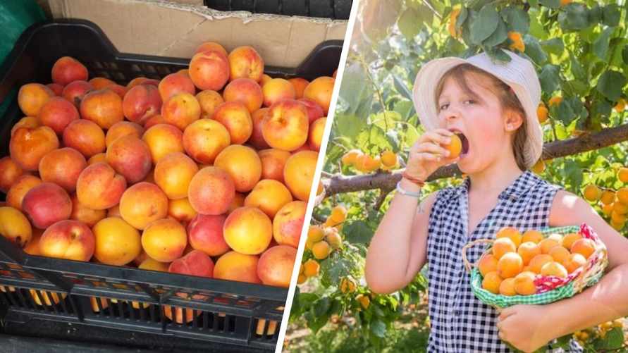 Полезнее жёлтые или красные? В Беларуси подешевели абрикосы. А мы разобрались с мифами и сколько можно есть в день