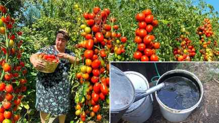 «Запах отвратительный» — Помидоры вырастут гигантскими, если подкармливать удобрением по рецепту гуру садоводов. И это не навоз