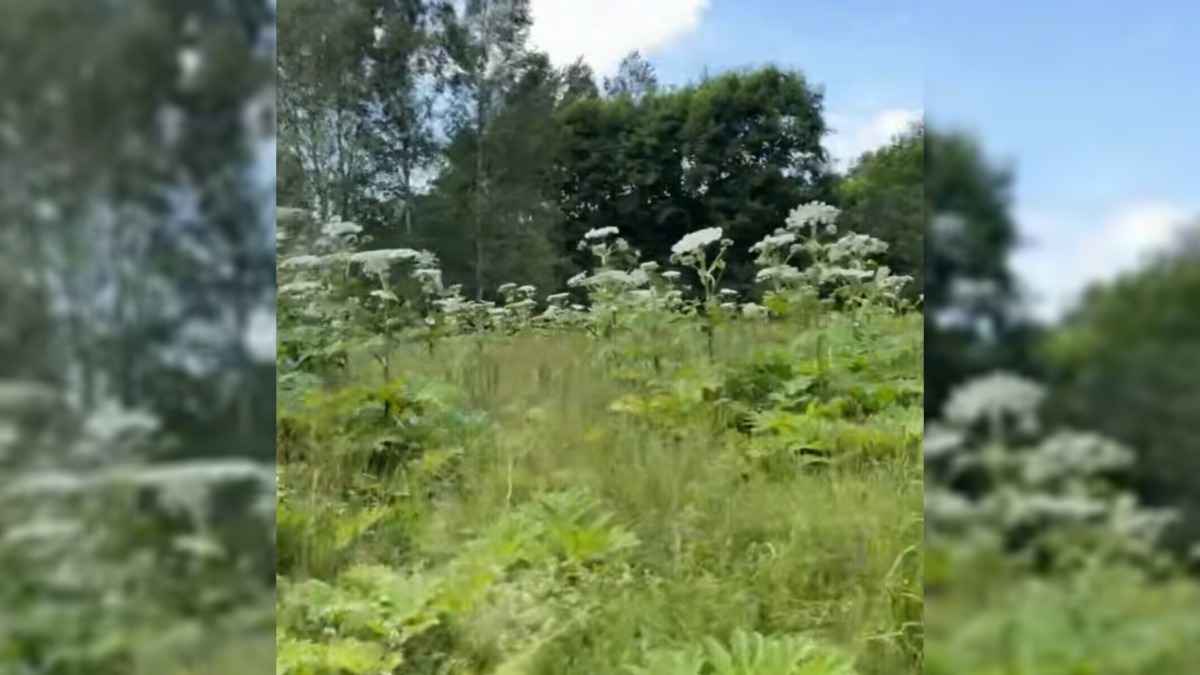 "Бегите от него" - Белоруска показала в TikTok "классное растение". Зрители не оценили